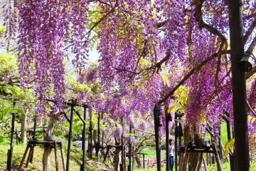  Wisteria Garden