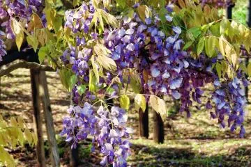 Smell the sweet aroma