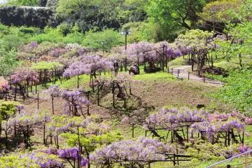 Overlooking the Wistera Garden