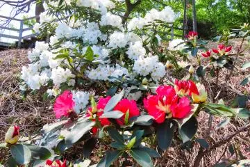 Taken during our April 18th visit - Spring is here