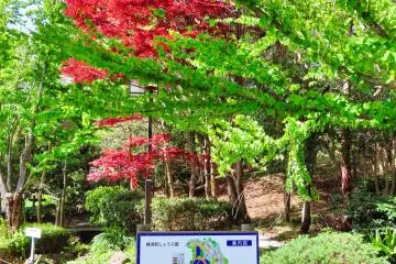 Japanese Maple in Spring