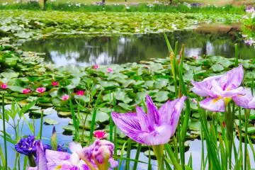 Odawara Flower Garden, June 2021