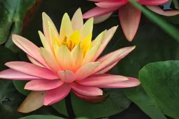 Odawara Flower Garden Water Lilies