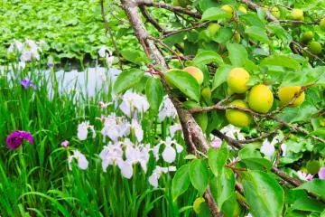 Odawara Flower Garden Iris and Plums
