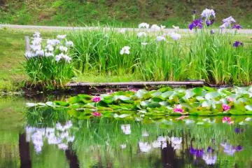 Odawara Flower Garden Iris and Water Lilies