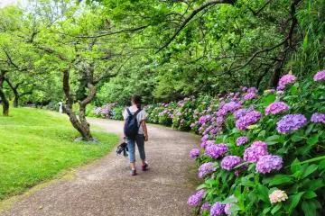 Odawara Flower Garden Hydrangea