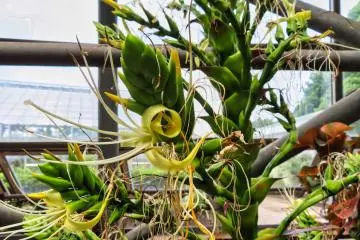Alcantarea Imperialis in Green House