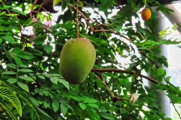 Mango in Green House