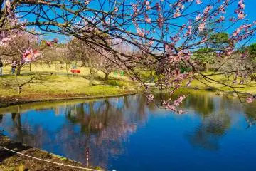 Odawara Flower Garden Plum Trees