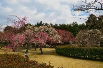 Odawara Flower Garden Plum Festival, 2021