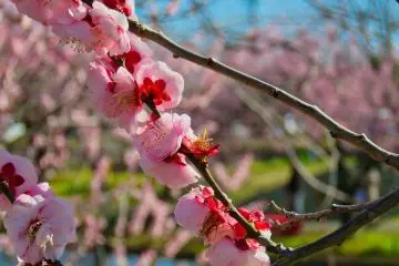 Odawara Flower Garden -  One of over 200 varieties
