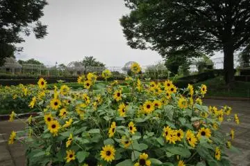 Odawara Flower Garden, July Sun Flowers