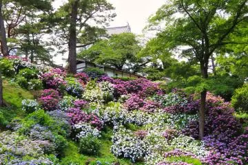 Castle Park Hydrangea 