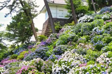 Castle Park Hydrangea display