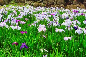 Castle Park Iris