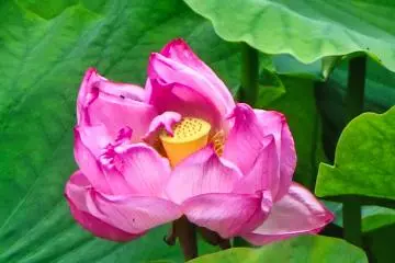 Castle Park Lotus