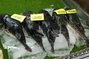 Fugu reaches a reasonably high price though its probably better prepared for you