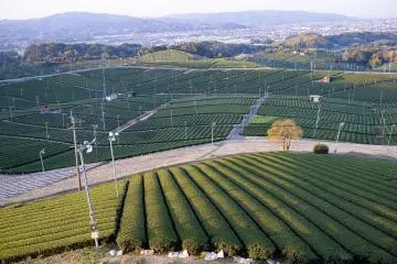 The Yame region is renowned for its high-quality teas (Photo: <a href="https://prtimes.jp/main/html/rd/p/000000166.000018871.html" target="_blank" rel="noreferrer noopener nofollow">PR Times</a>)