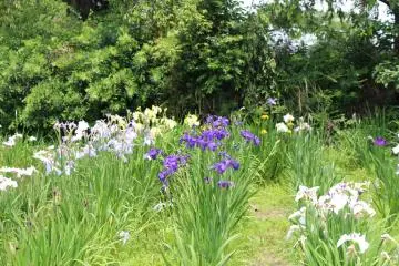 Iris at the Blue Festival in Kuki City