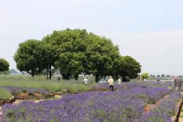 A section of the lavender field at Kuki City Hall