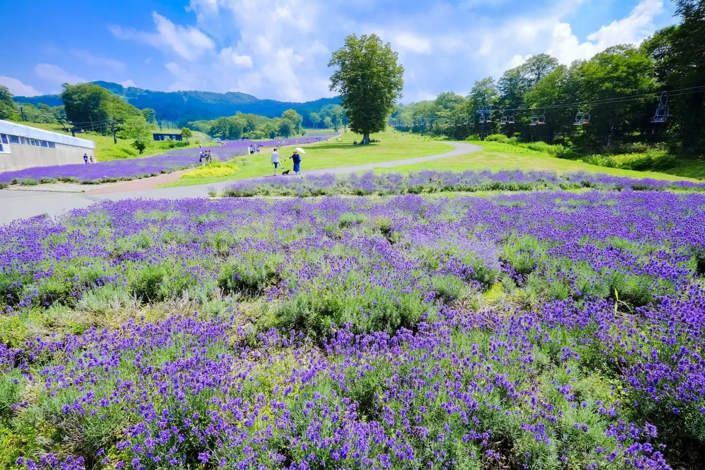 저작권:  Lavender getaway – janken / Shutterstock.com
