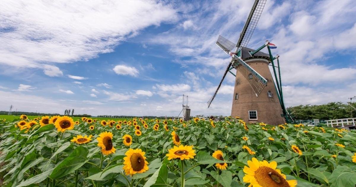 Windmill Sunflower Garden 2028 - July Events in Chiba - Japan Travel