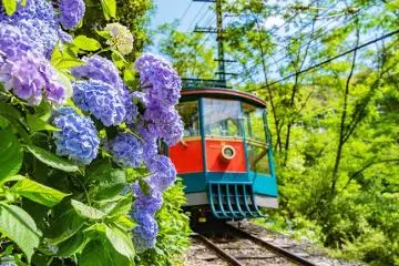 Hydrangea Season Along the Rokko Cable Line
