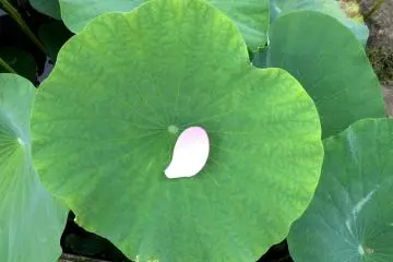 Discovering the Oga Lotus