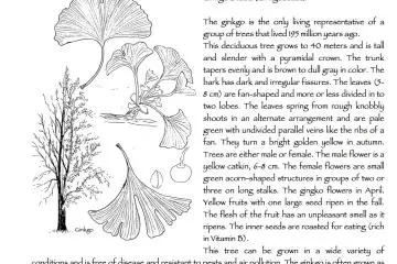 Ginkgo