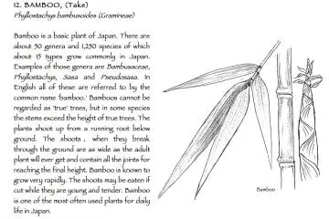 Take or bamboo