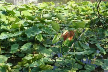 Ripening leaves of sakura shine over the lotus pond