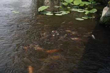 Carp recognize visitors - They usually gather around when tourists start throwing in bread crumbs into the pond