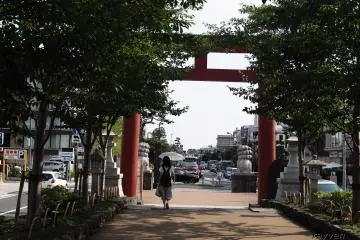 The walk starts and ends with a torii gate - Shadows of sakura cheer the path