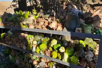 Piles and piles of frogs