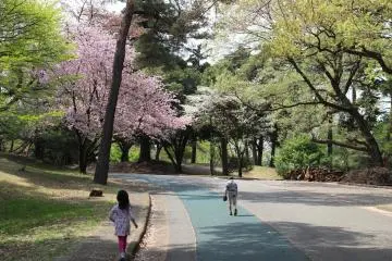 Wide footpaths and running track lined with cherry blossoms