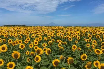 Sunflower Festa at Soleil Hill 2026