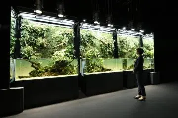 11 tanks will be on display at the event