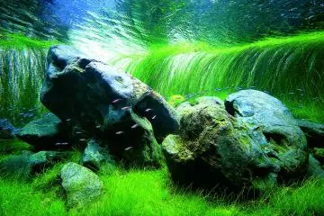 Takashi Amano has gained notoriety for his nature aquariums