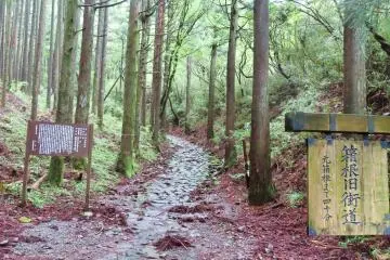 400 year old cedar trees
