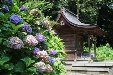 Ajisai hydrangea in July