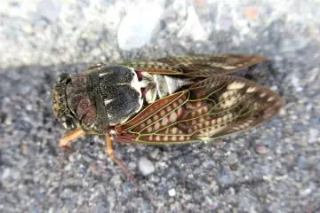 Cicada