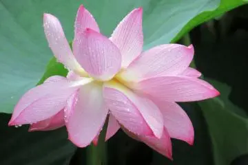A gorgeous lotus