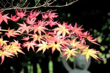 Multi-colored momiji