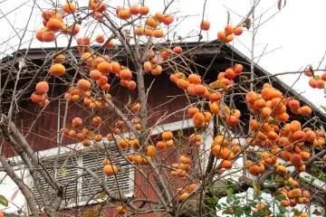 A persimmon tree