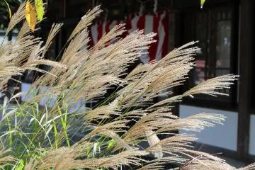 Silver grass