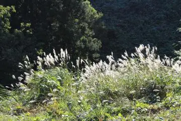 Silver grass is a symbol of Naruko 