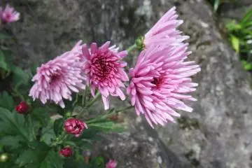 Wild chrysanthemum