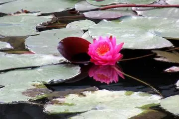 Water lilies in October
