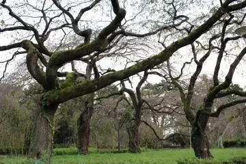 'Normal' sakura trees in October