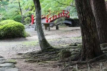 Part of a garden